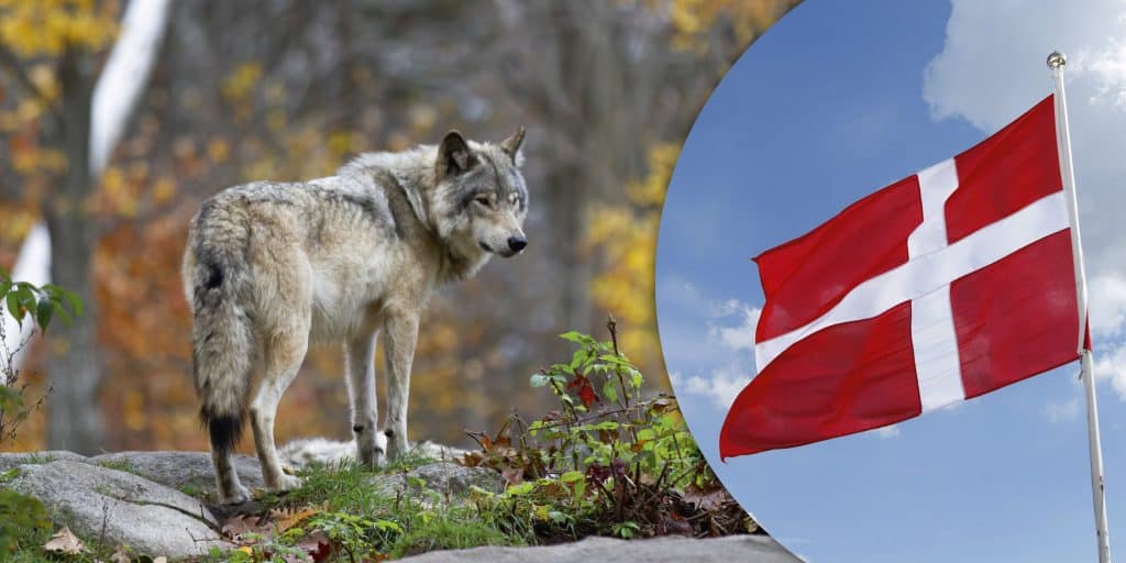 Majoritet av danskar vill minska skyddet för vargen