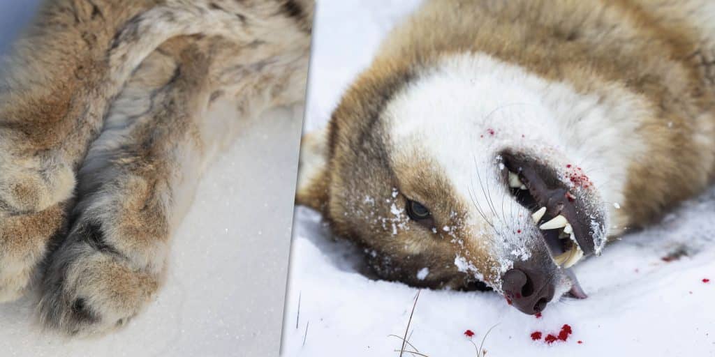 Flera döda vargar och lodjur – närmare 30 jägare fällda i stor tjuvjaktsrättegång