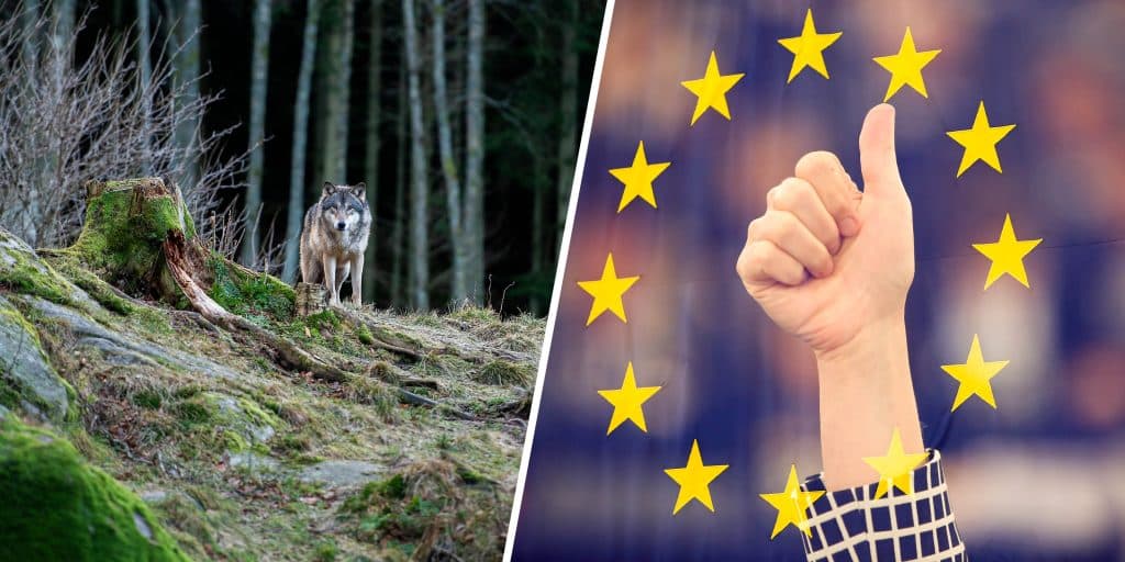 Parlamentet röstade för nedlistning av vargens skyddsstatus: ”En jätteseger”