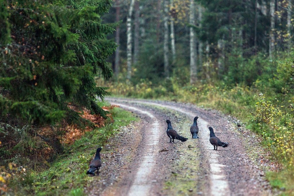 Nya metoder stoppar kritiserad fångst av tjäder
