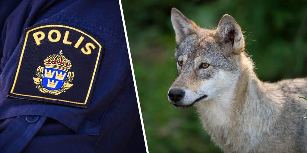 ”Polisen väljer den enkla vägen”