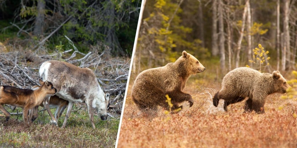 ”Ren nöjesjakt när skyddsjakt utförs”