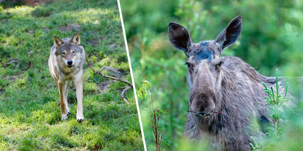 Stift ger rabatt till jägare i vargrevir: ”Vi vill värna de lokala jägarna”