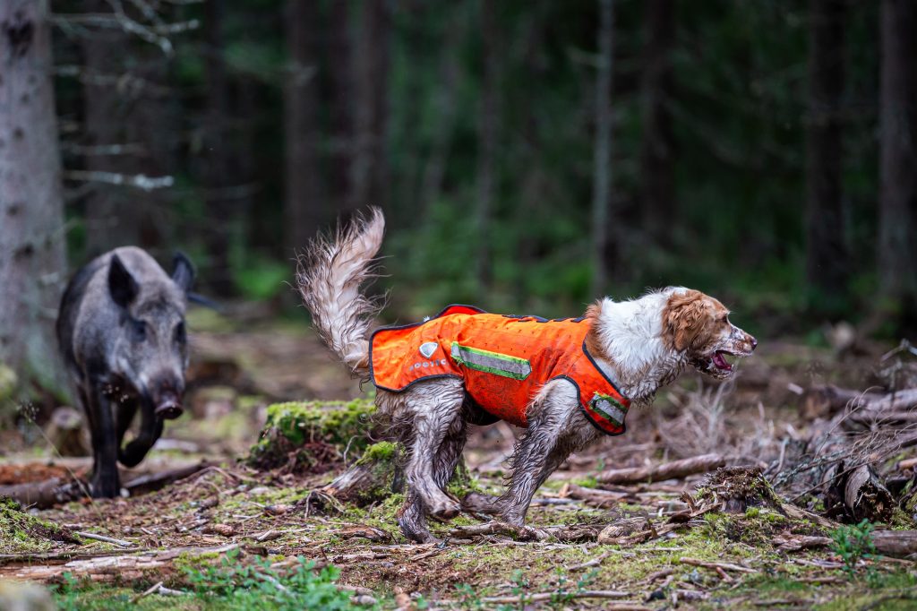 Naturvårdsverket vill ha ökad vildsvinsjakt