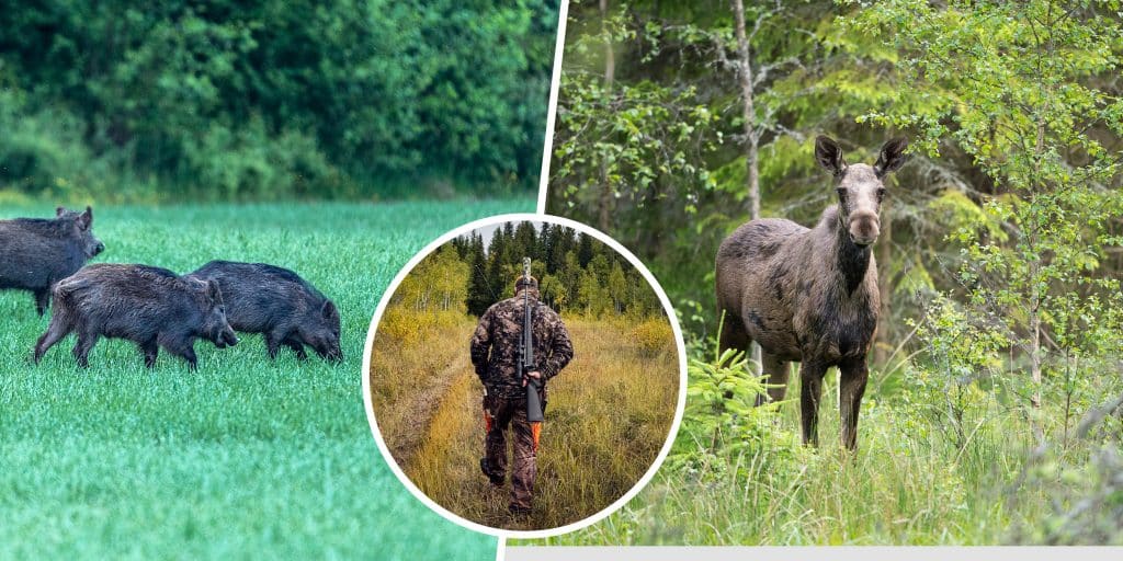 Experter kritiserar utredning för obalans i synen på viltet: ”Betoning att begränsa viltets negativa påverkan”