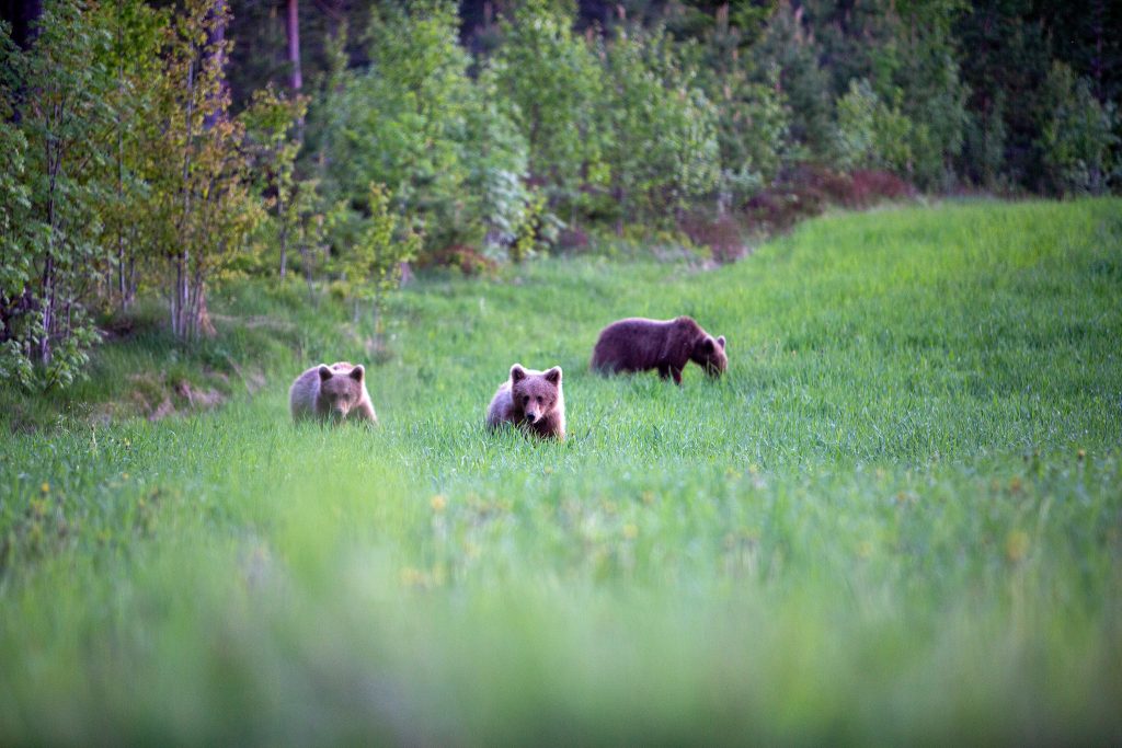 Länsstyrelsen i Västerbotten går mot strömmen – rekordtilldelning inför årets björnjakt