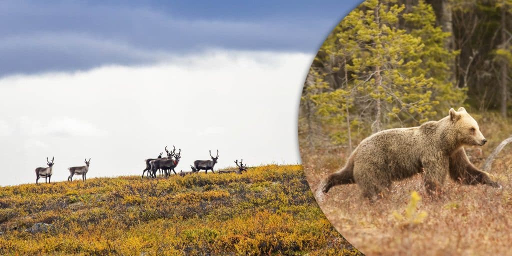 Björnen tar fler kalvar i fjällen – riktade åtgärder föreslås