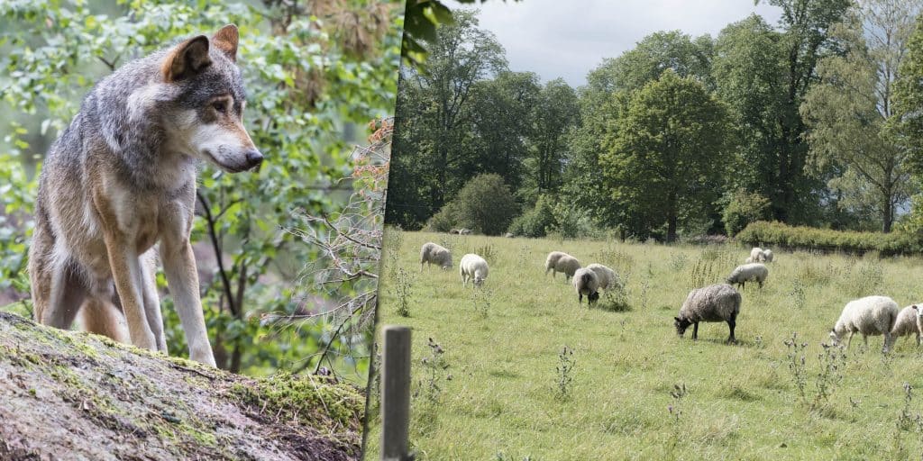 Överklagan avslås – skyddsjakt är rätt lösning