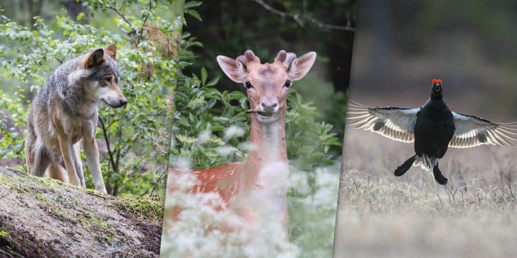Veckans nyheter: Jägareförbundets stämma, skyddsjakt, dovvilt och orrar