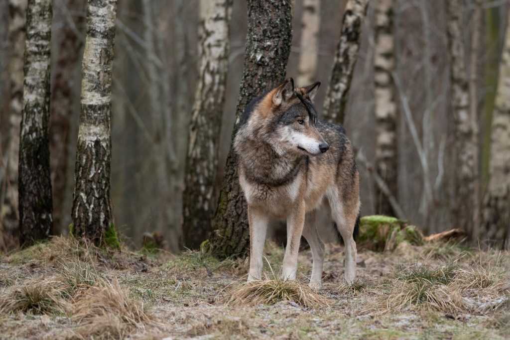 Nytt vargangrepp i Sörmland – skyddsjägarna tappade spåret