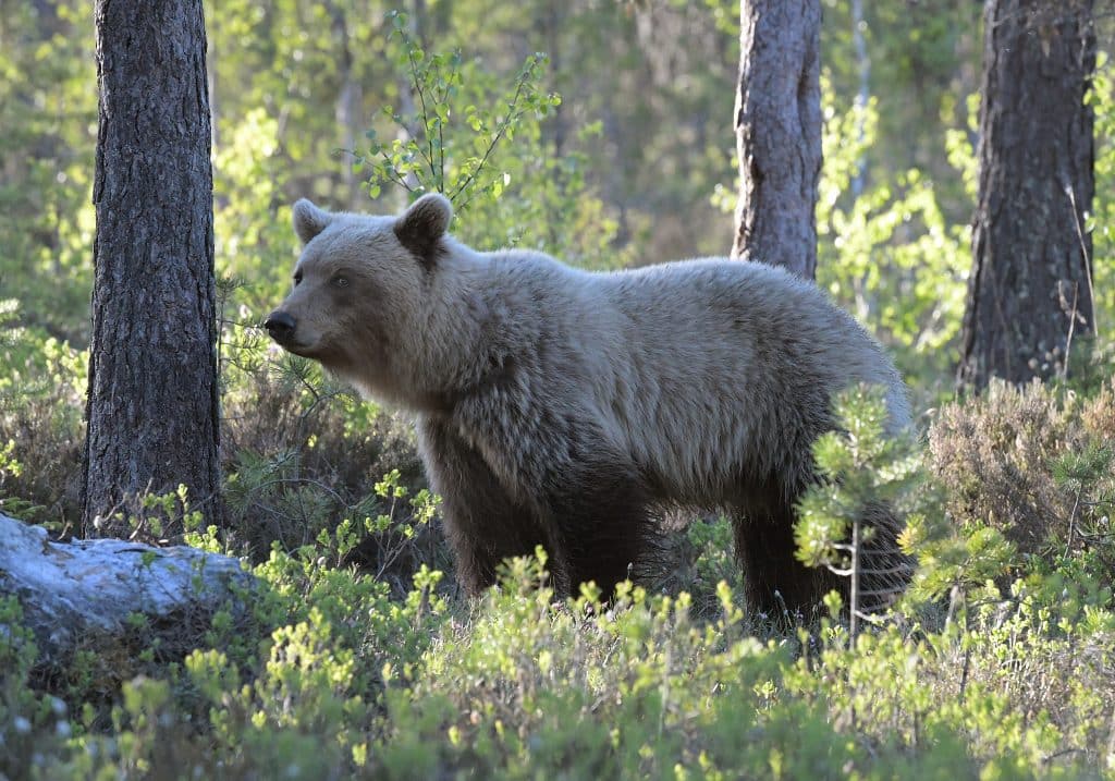 Länsstyrelsen i Värmland har beslutat om licensjakt på björn