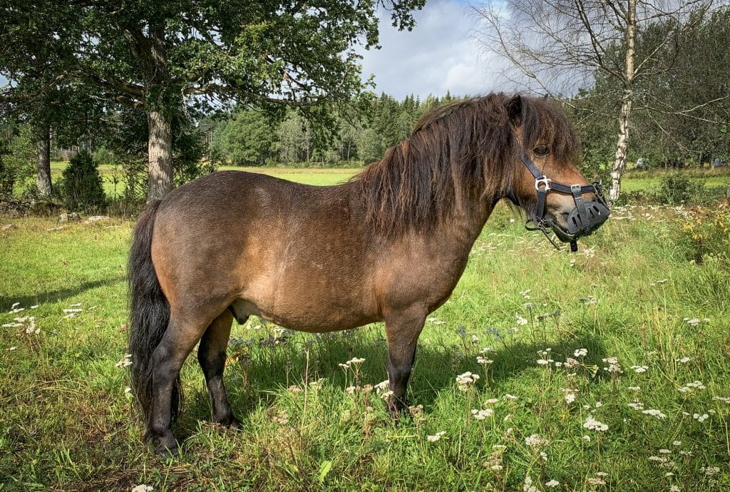 Skjutna ponnyer – förundersökning öppnad på nytt men nedlagd igen