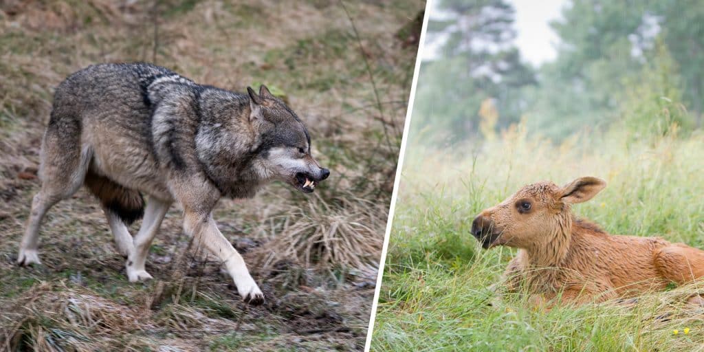 Älgförvaltningen kräver objektiva underlag, lokal hänsyn och fortsatt dialog