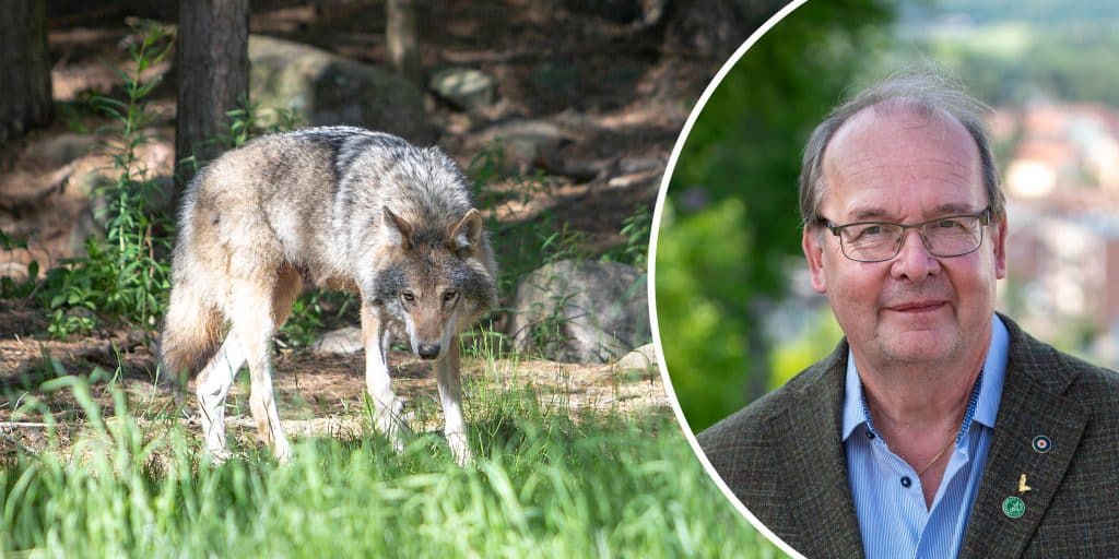 Jägareförbundet gör tummen upp för sänkt vargstam