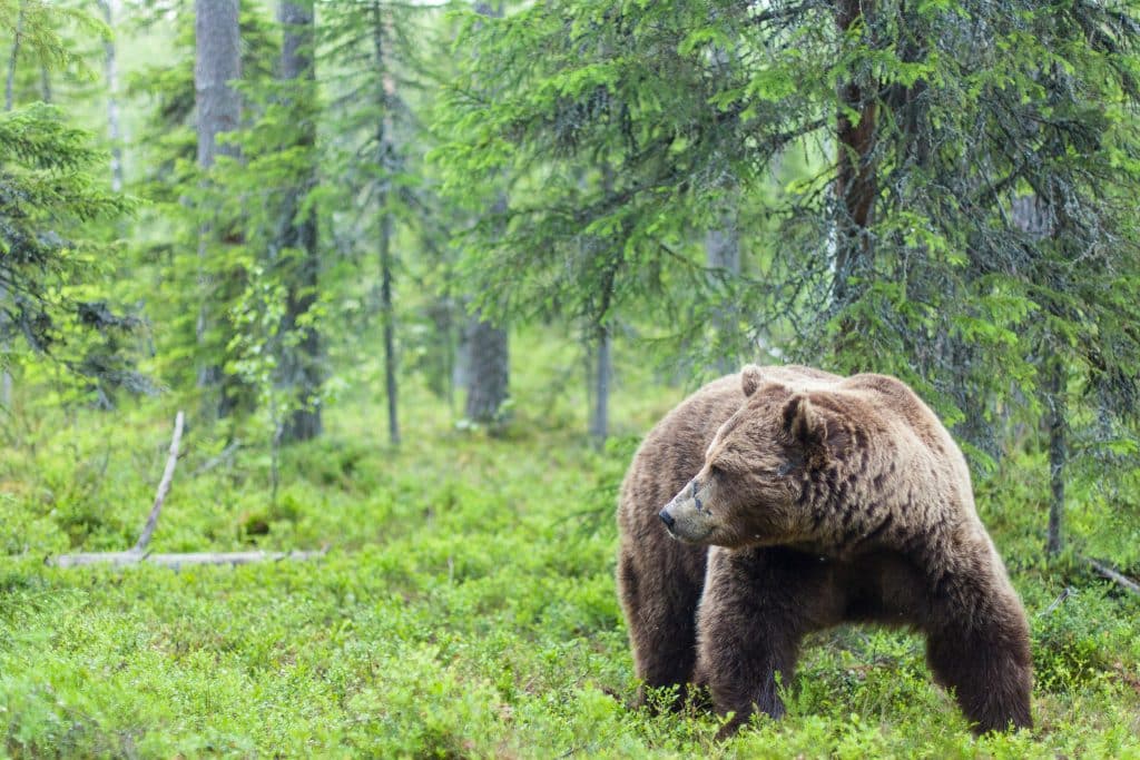 Minskad björntilldelning i Dalarna