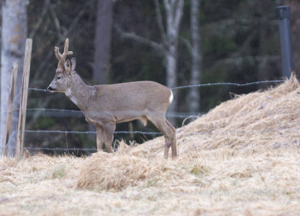 ”Låt bockarna vara i fred på våren”