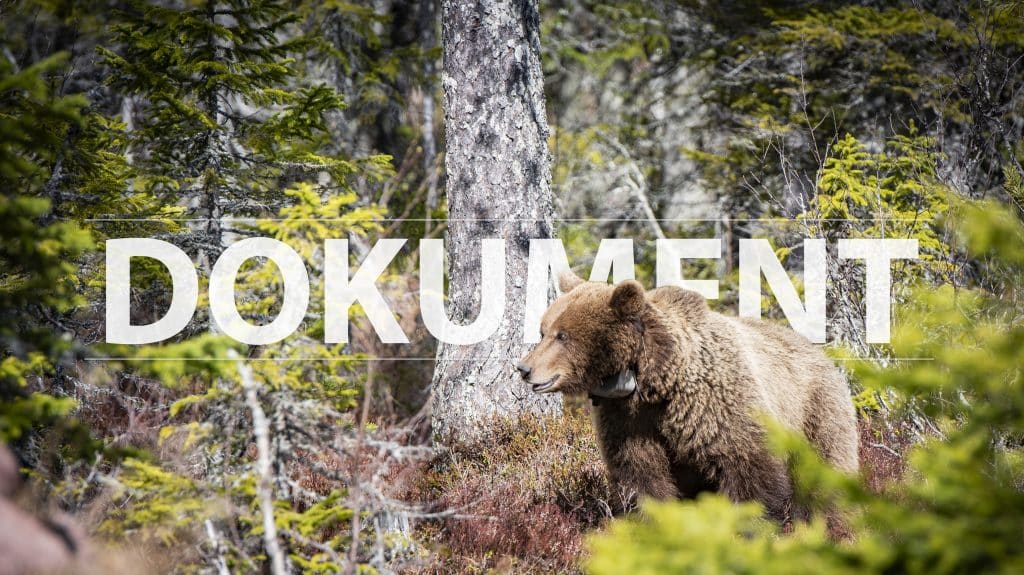 Björnförvaltningen balanserar på en skör tråd 