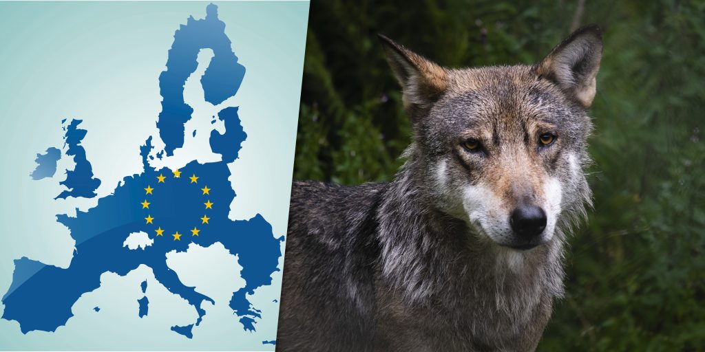 EU-domstolen ger vägledning i viktigt vargmål