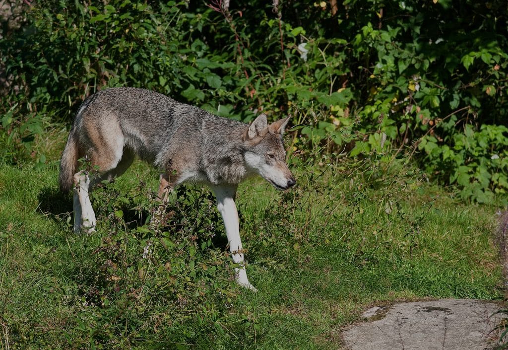 Varg skjuten under pågående skyddsjakt