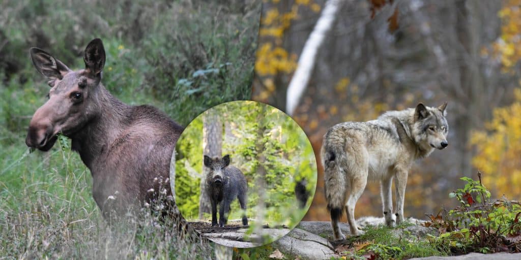 Veckans nyheter: Skjutna vargar och kritik mot höga fällavgifter