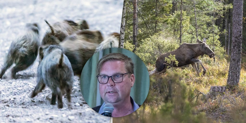 Veckans nyheter: Jaktsabotörer på hembesök, älgförvaltning och vildsvinsprojekt