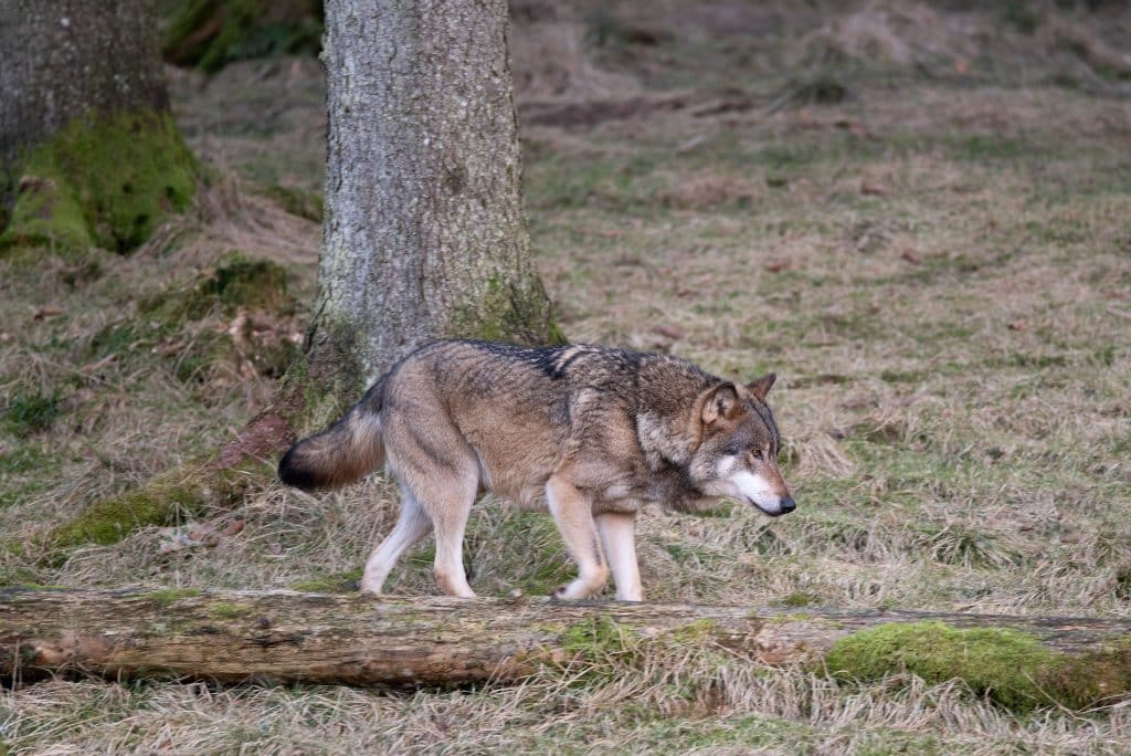 ￼Skjuten varg skyldig till flera angrepp