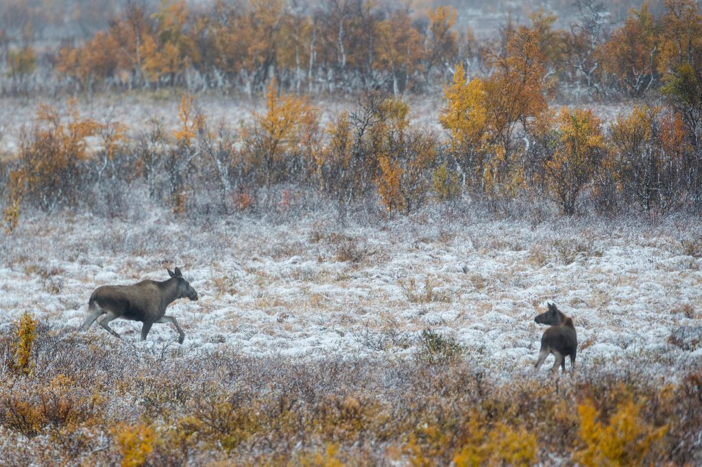 Älgarna blir fler – nu höjs tilldelningen för att minska stammen