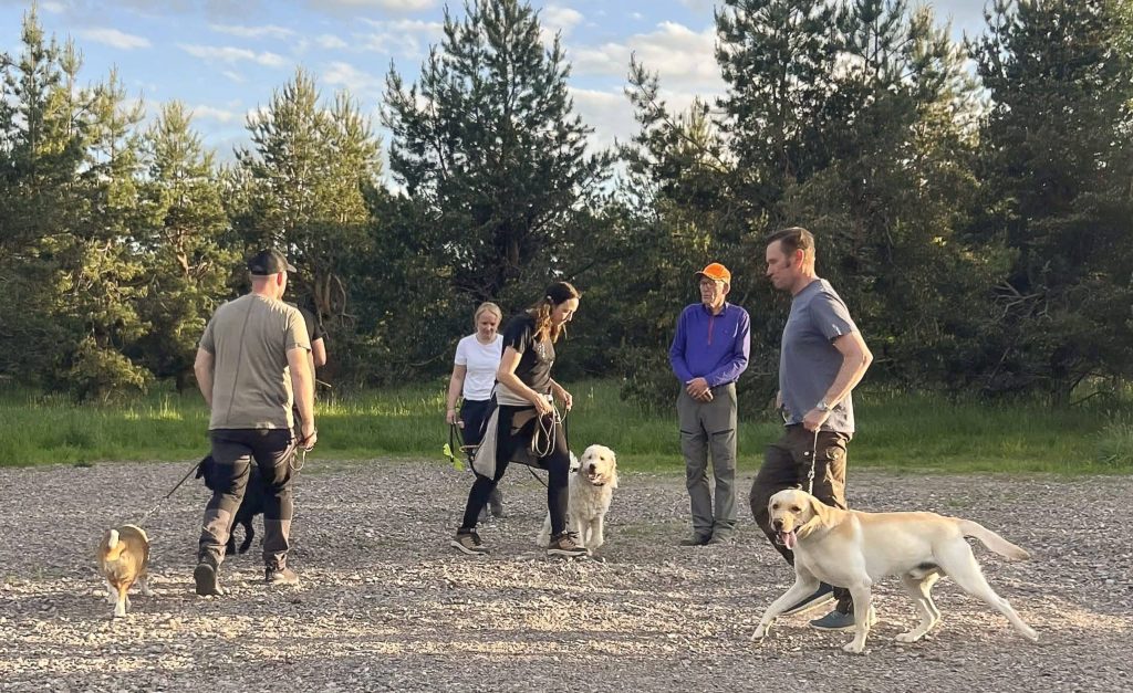 Träningshägn för hundar under sommaren