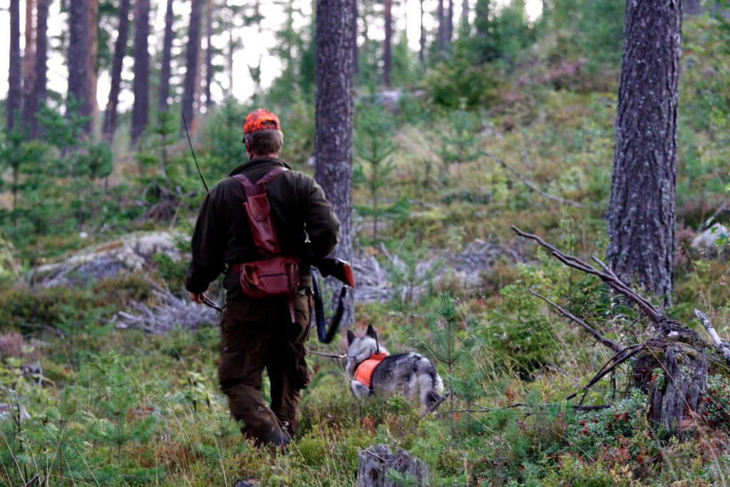 Vill förbjuda all licensjakt på björn