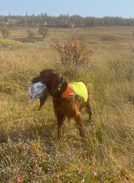 bild på hund Xtra som apporterar ripa