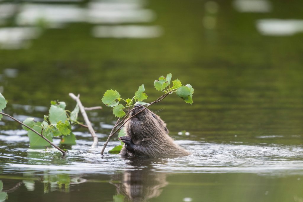 Bäver ska skjutas för att skydda djur och natur