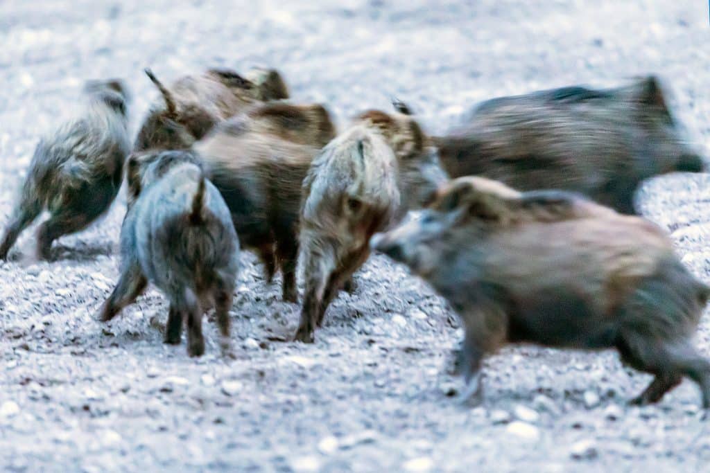 Från skog till bord – nationellt vildsvinsprojekt avslutas