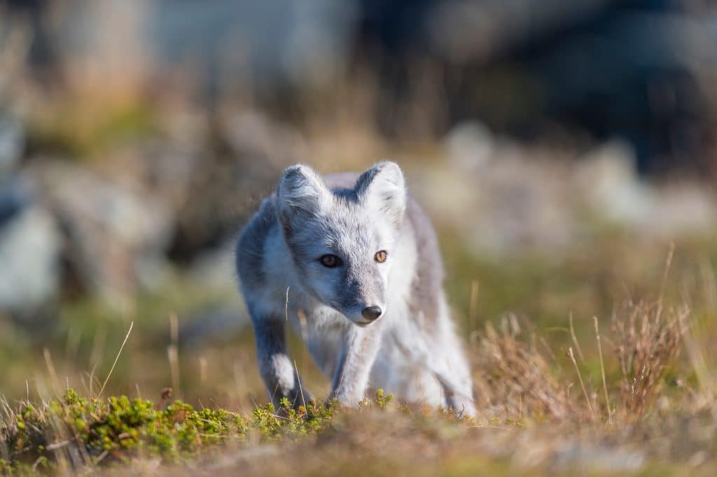 Döda fjällrävar på Svalbard smittade av rabies