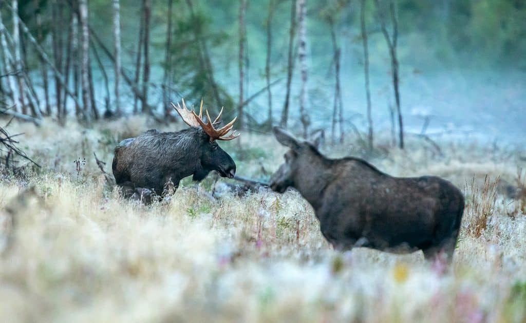 Så blir älgjakten 2025 – beslut och jakttider län för län