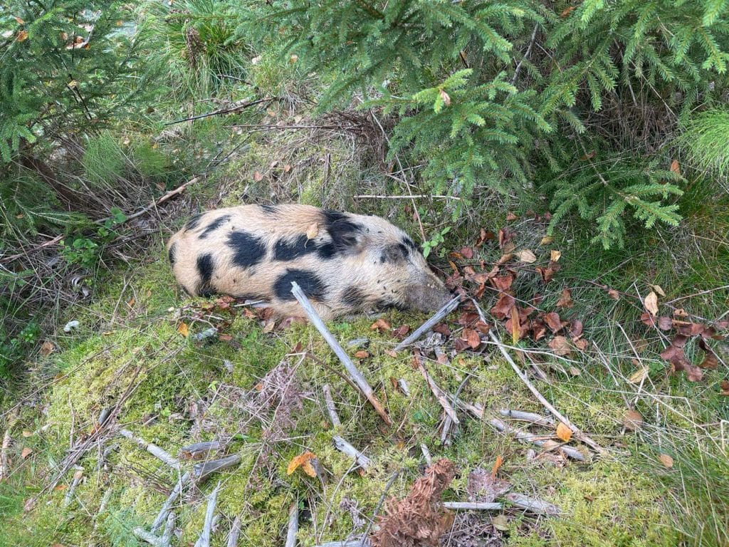 Jordbruksverket varnar för smittspridning under sommaren