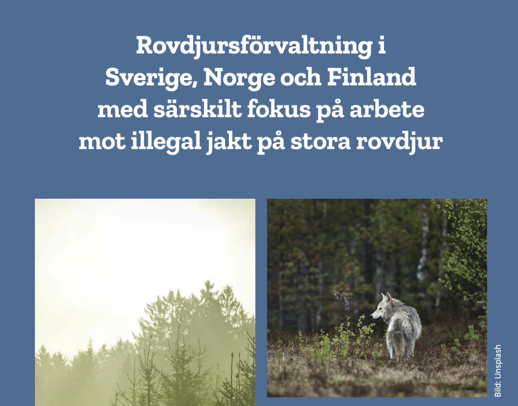 Gränsöverskridande samarbete mot illegal rovdjursjakt