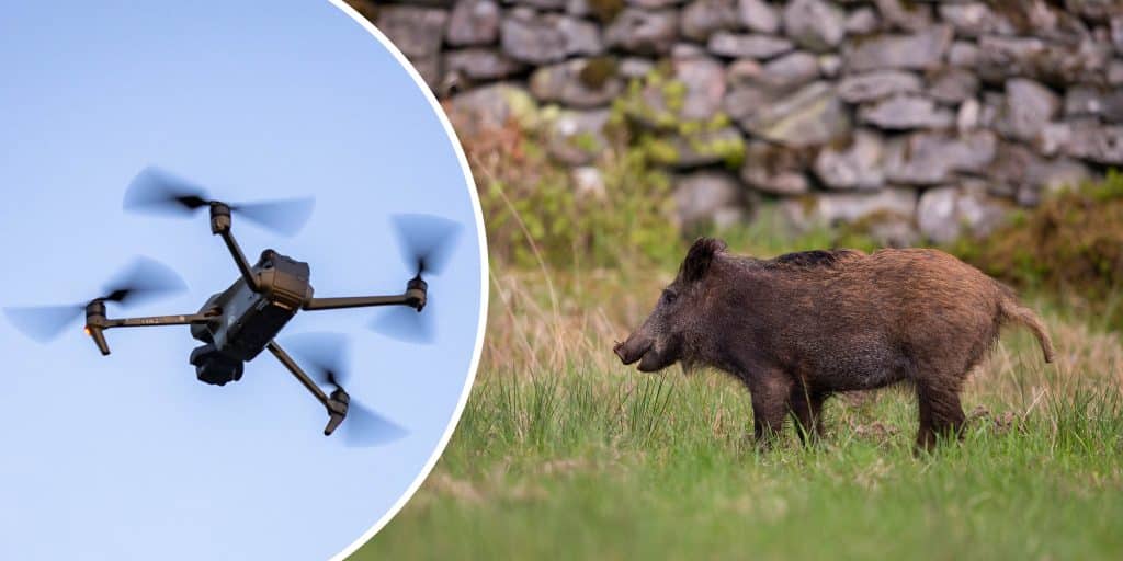Länsstyrelse tillåter drönare vid skyddsjakt