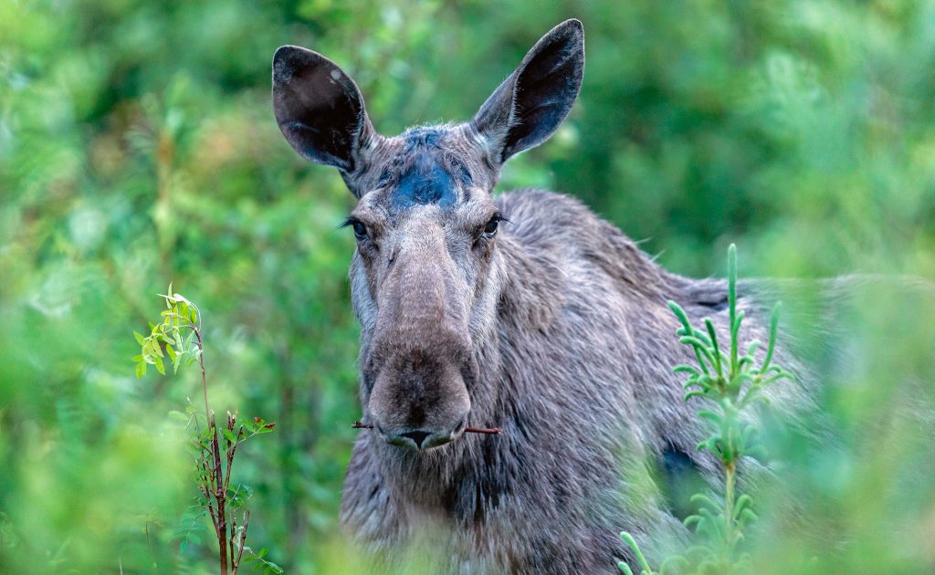 Skogsstyrelsen: Betesskadorna minskar i stora delar av landet