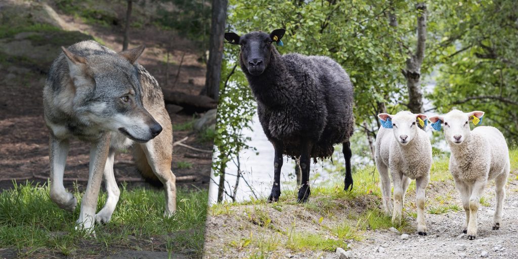 Länsstyrelse lägger över ansvaret på drabbad fårägare – avkrävs uppgifter om jaktupplägg
