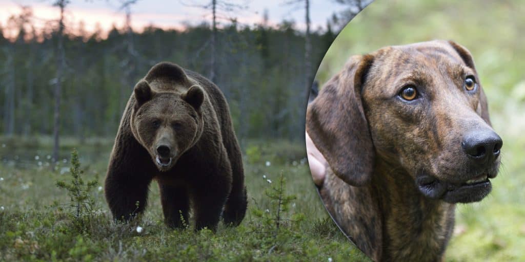 Nytt angrepp på får på björndrabbad fäbod – skyddsjaktsbeslut försvårar jakten