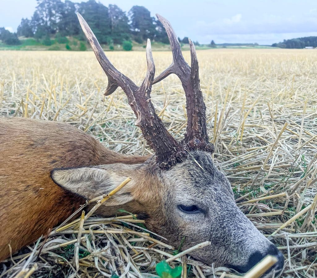 Ny rekordbock fälld i Östergötland