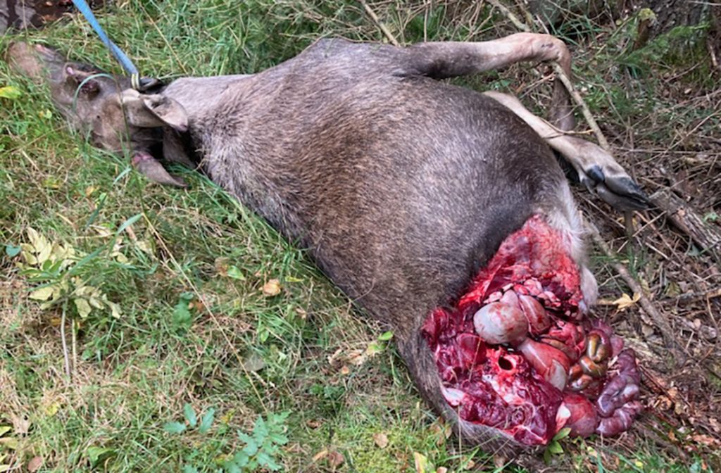 Stekarna stals från påkörd älg i landsvägsdike