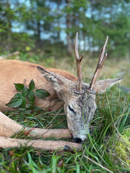Albins fina fällda råbock ligger fint i gräset med huvudet vilande på sina klövar. 