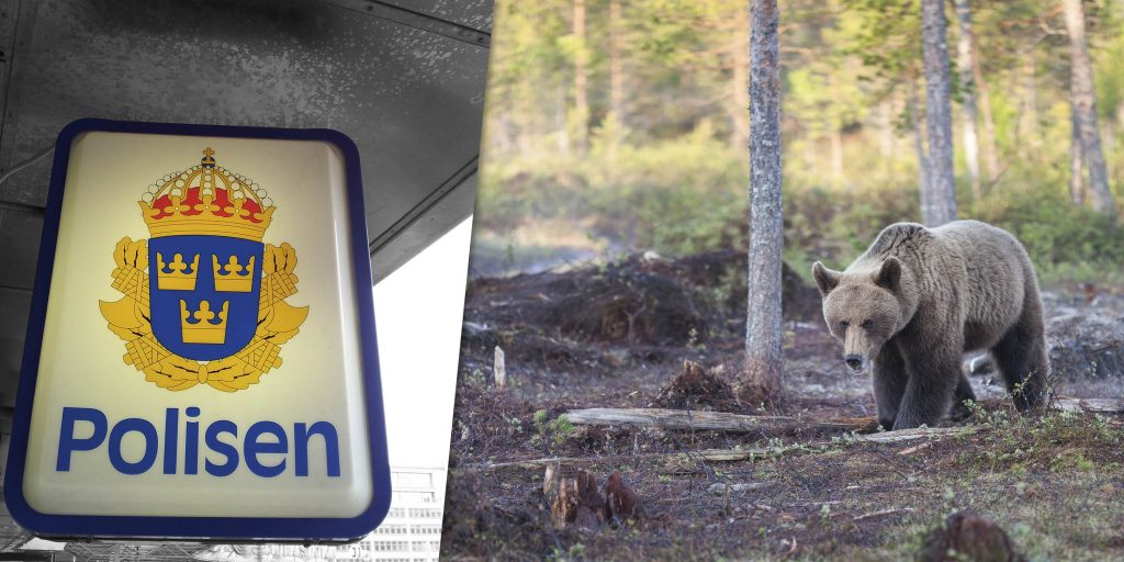 Polisen bekräftar: Utreder illegal björnåtling