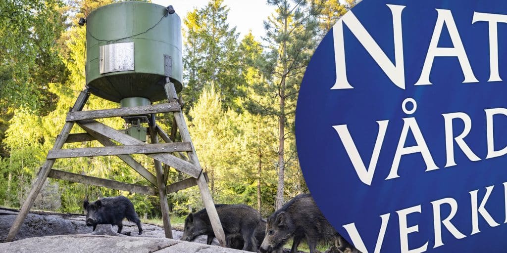 Råd och vägledning för åtling – nya föreskrifter väntas