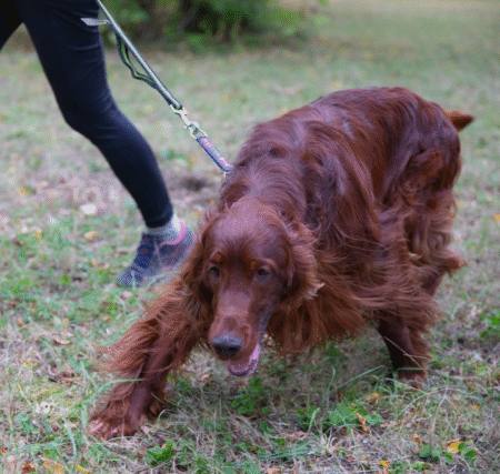 bild på hund som springer