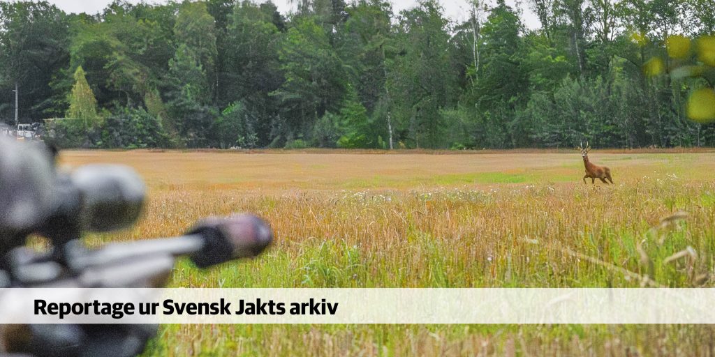 Reportage: Premiärbock och bonusräv