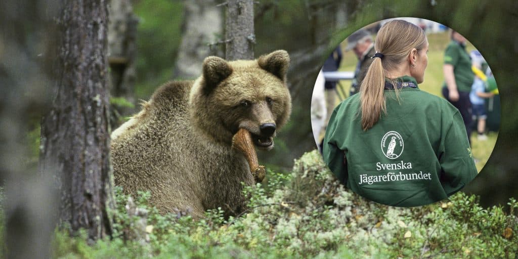 Jägareförbundet: Korta avståndskravet för björnåtel
