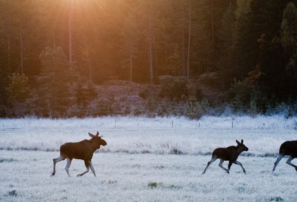 Naturvårdsverket: Älgstammen fortsätter öka