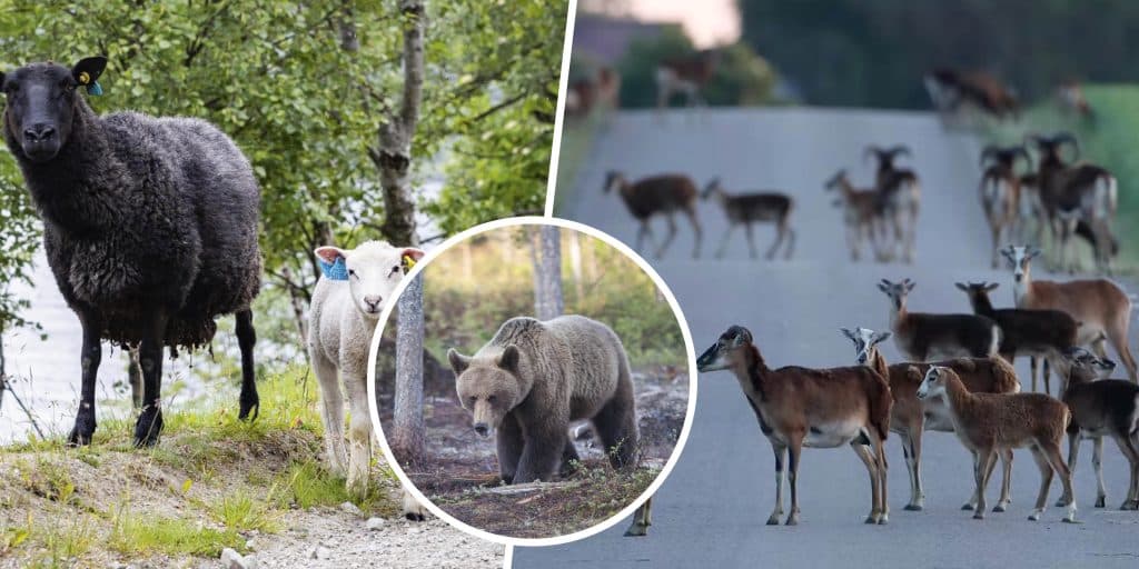 Mufflon, varg och björnåtling – lyssna på veckans nyheter